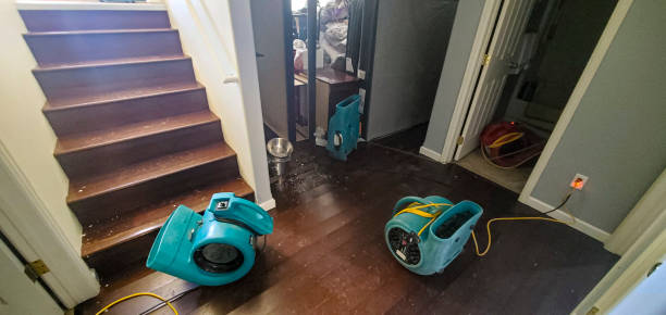 Best Mold removal after water damage  in Pana, IL