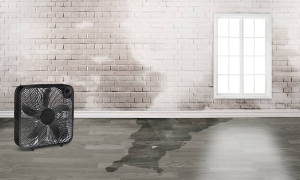 Best Professional water damage repair  in Pana, IL