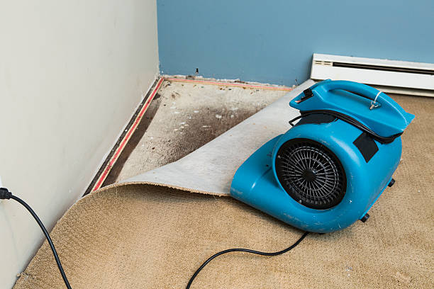 Best Water damage mitigation services  in Pana, IL